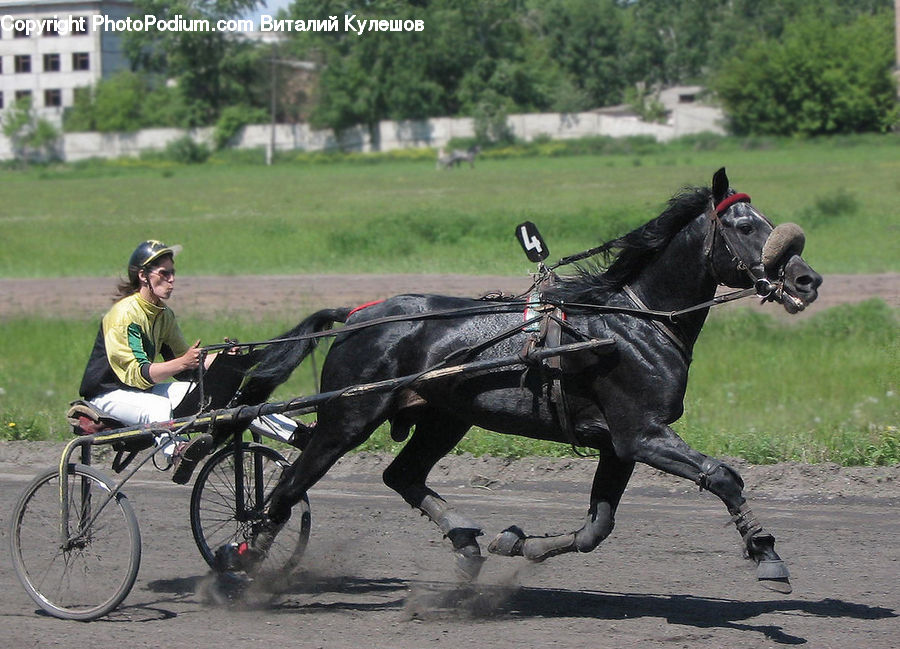 People, Person, Human, Carriage, Horse Cart, Vehicle, Harness
