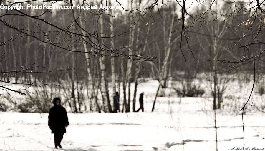 Human, People, Person, Silhouette, Plant, Tree, Forest