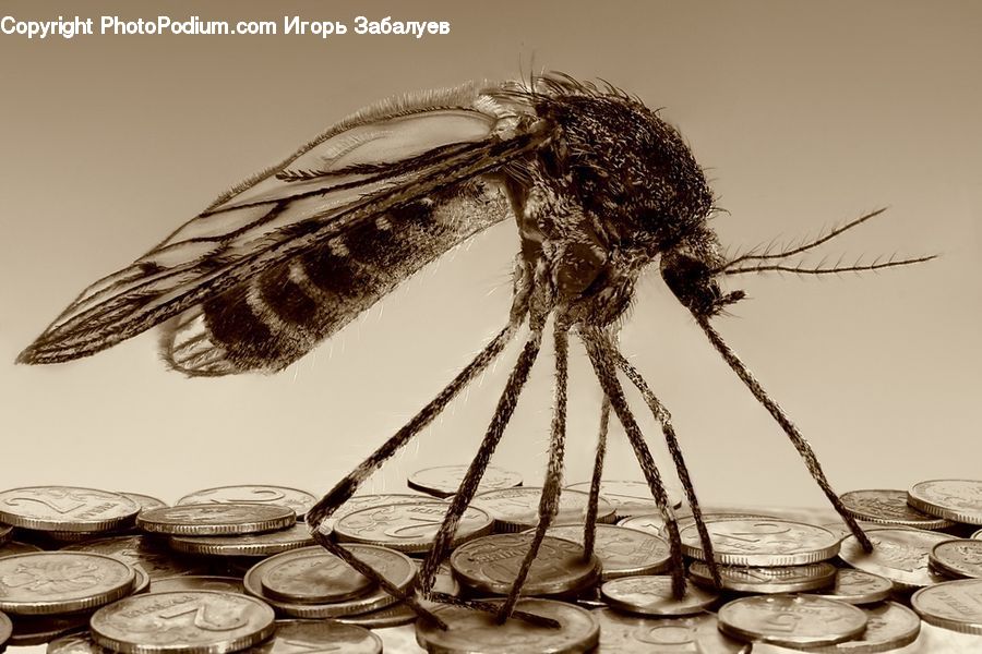 Insect, Invertebrate, Mosquito, Drawing, Sketch, Asilidae, Blossom