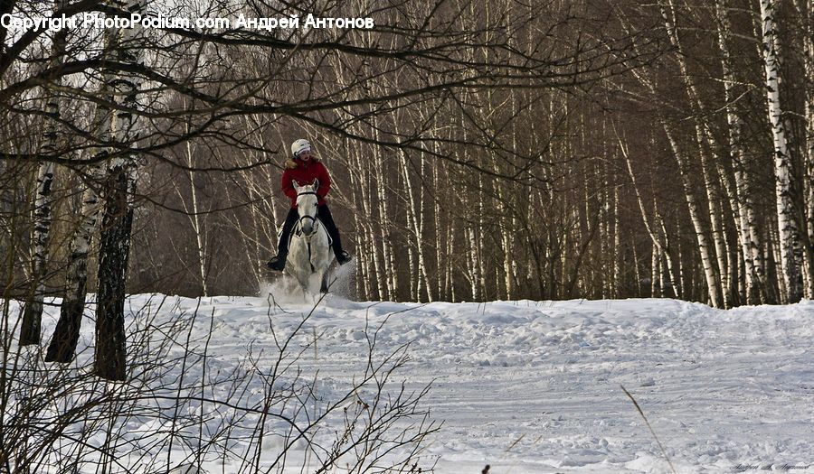 Animal, Horse, Mammal, Ice, Outdoors, Snow, Leisure Activities