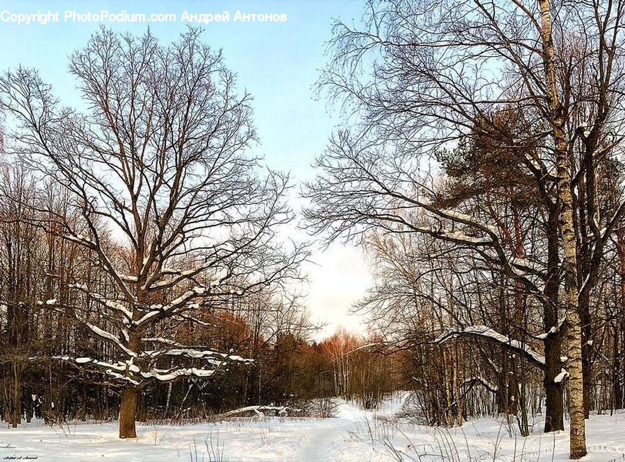 Ice, Outdoors, Snow, Plant, Tree, Birch, Wood