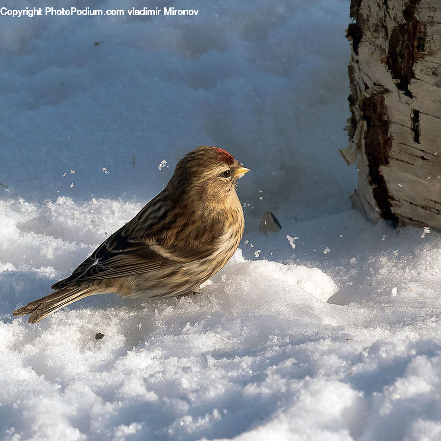 Bird, Finch, Canary, Beak, Coast, Outdoors, Sea