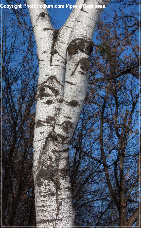 Birch, Tree, Wood