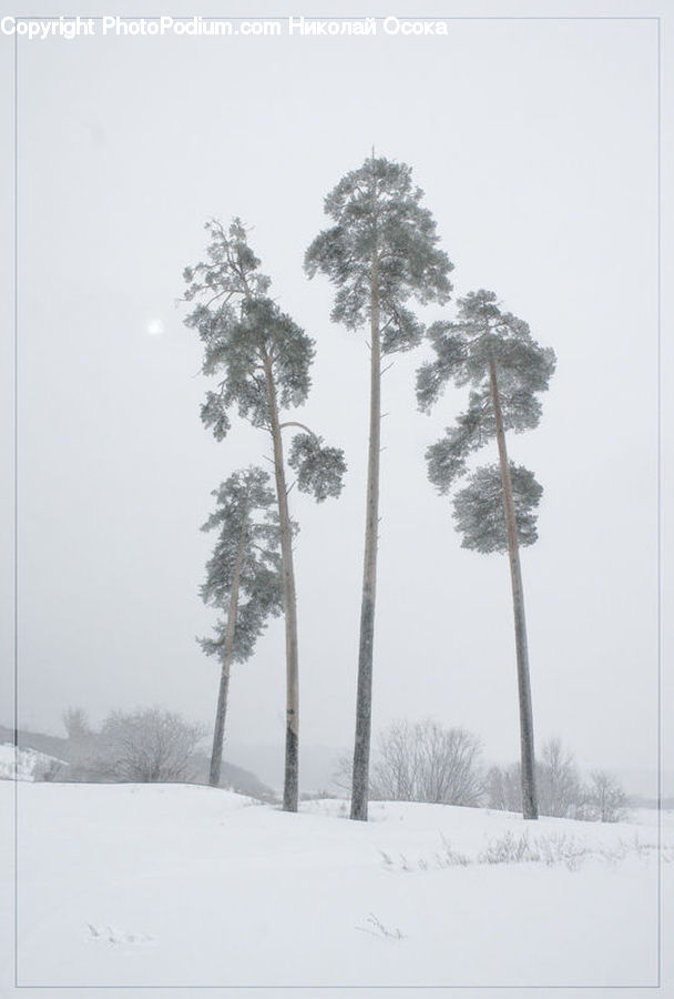 Plant, Potted Plant, Ice, Outdoors, Snow, Tree, Forest