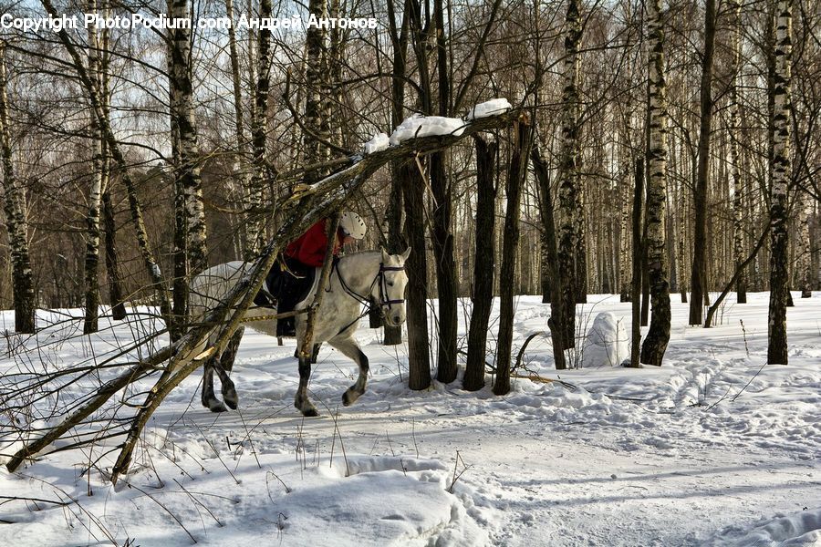 Animal, Horse, Mammal, Ice, Outdoors, Snow, Forest