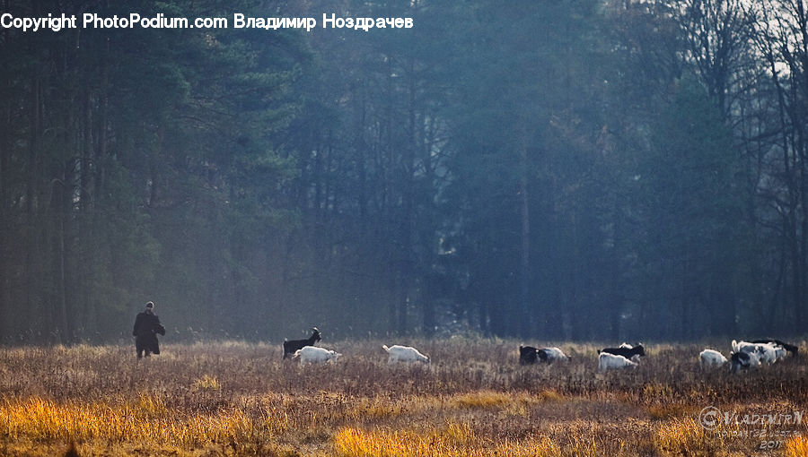 Angus, Animal, Bull, Mammal, Bird, Crane Bird, Heron