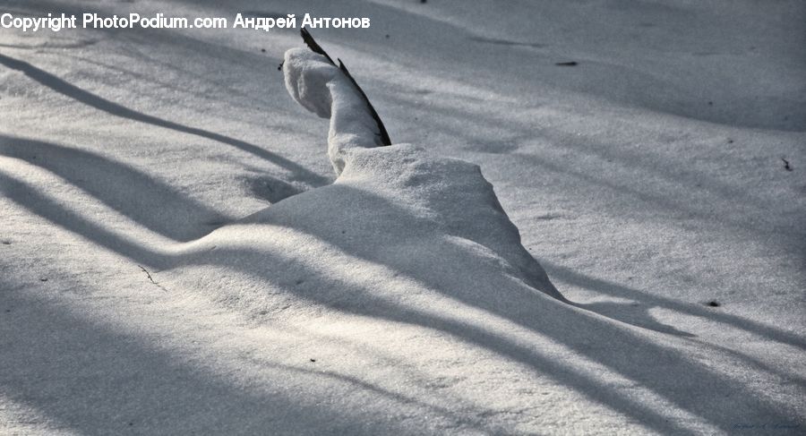 Outdoors, Sand, Soil, Bird, Penguin, Albatross, Seagull
