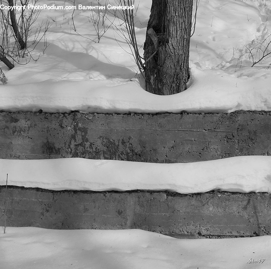 Ice, Outdoors, Snow, Plant, Tree, Oak, Wood