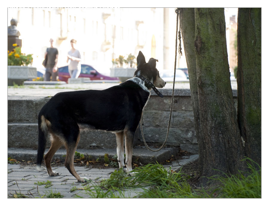Animal, Canine, Dog, Husky, Mammal, Pet, German Shepherd