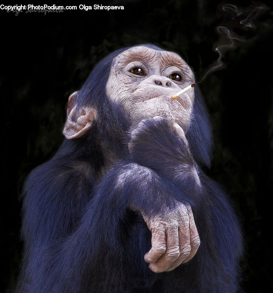 Animal, Mammal, Monkey, Ape