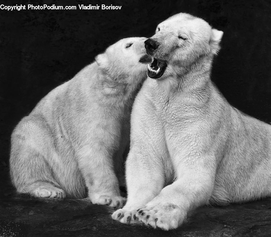 Animal, Bear, Mammal, Zoo