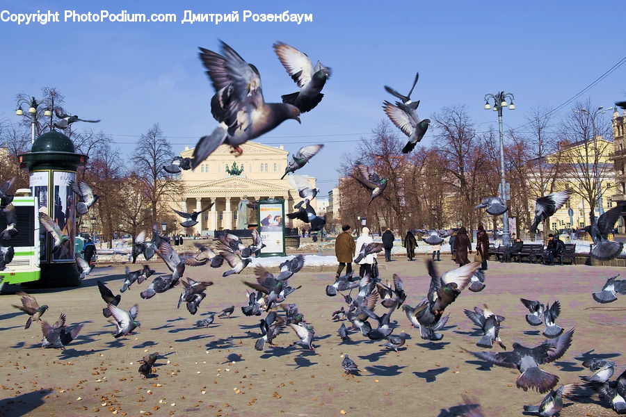 Bird, Pigeon, Goose, Waterfowl, Art, Sculpture, Statue