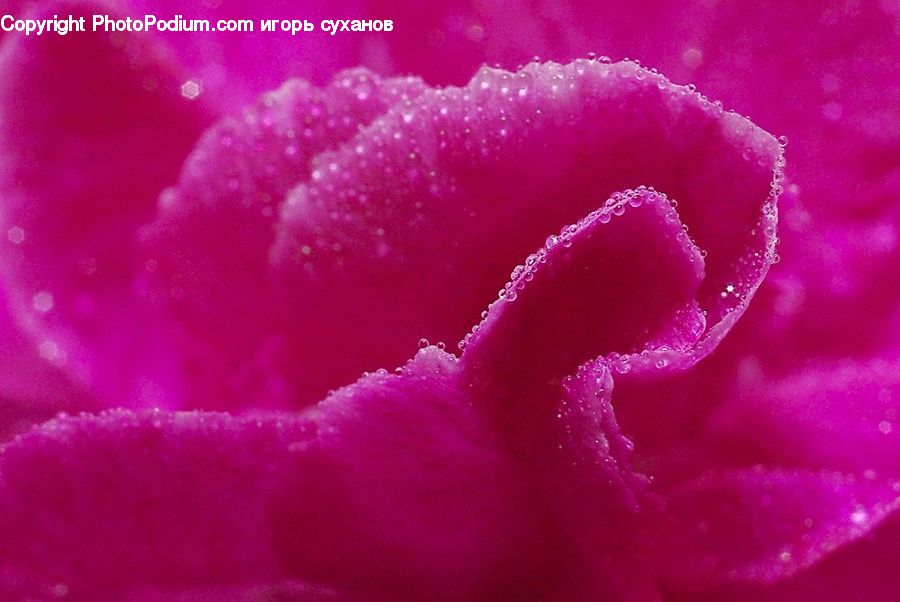 Blossom, Carnation, Flower, Plant, Flora, Geranium, Anther