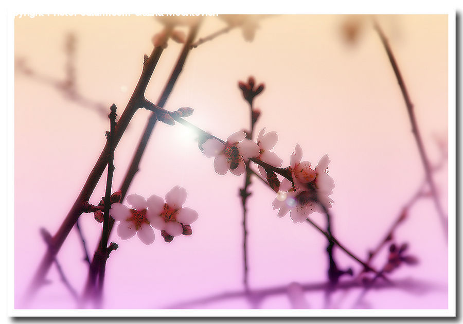 Blossom, Cherry Blossom, Flower, Flora, Plant