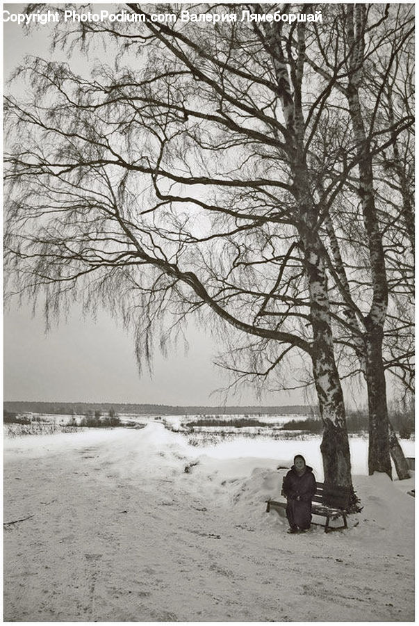 Bench, Ice, Outdoors, Snow, Sand, Soil, Plant