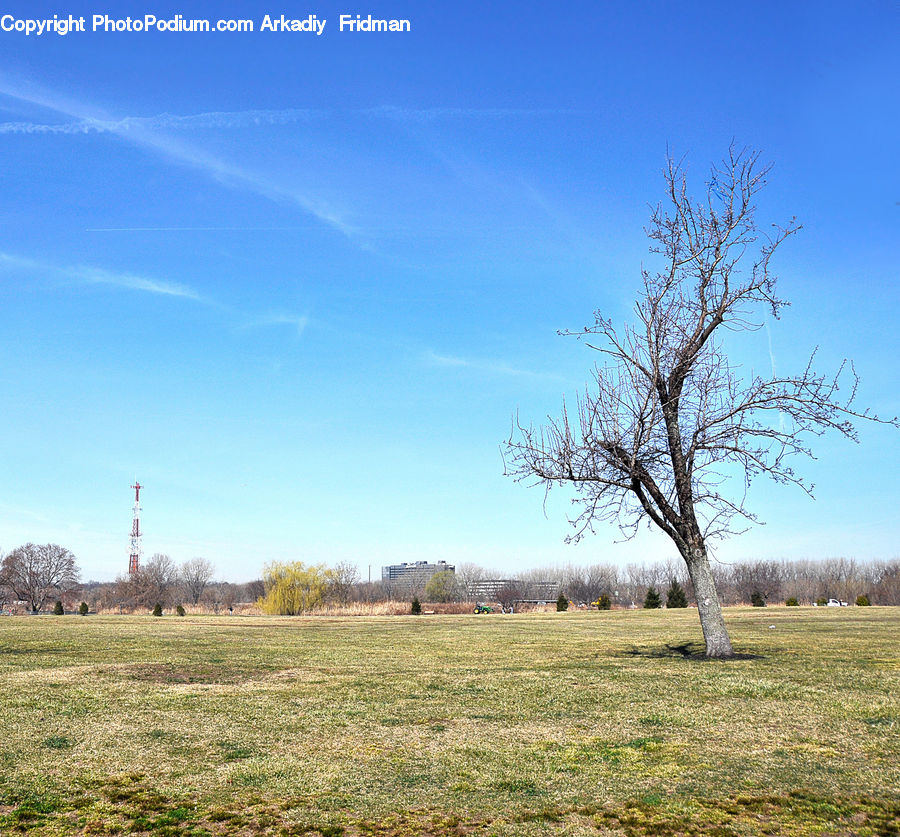 Field, Grass, Grassland, Land, Outdoors, Plant, Landscape