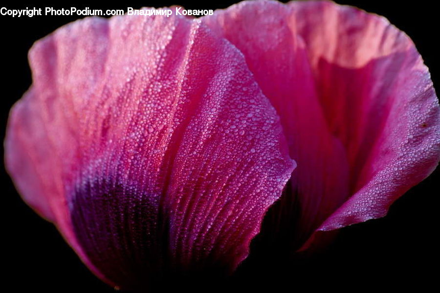 Blossom, Crocus, Flora, Flower, Plant, Gladiolus, Geranium