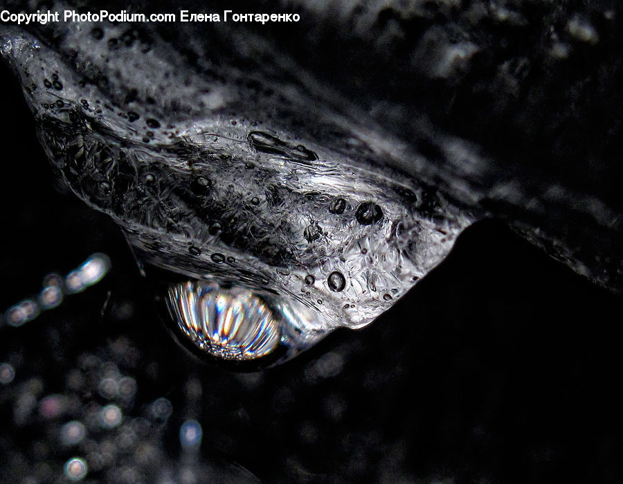 Eel, Fish, Sea Life, Astronomy, Outer Space, Space, Universe