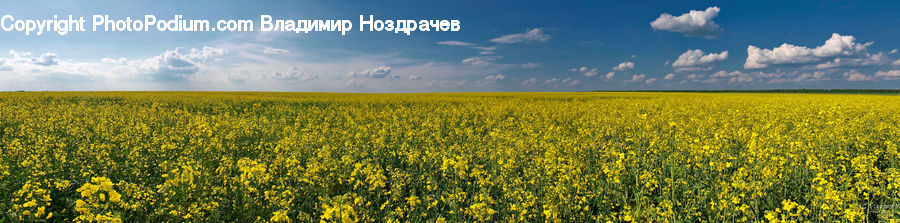 Field, Grass, Grassland, Plant, Blossom, Flora, Flower