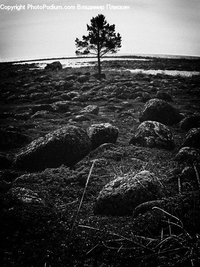 Rock, Soil, Coast, Outdoors, Sea, Water, Forest