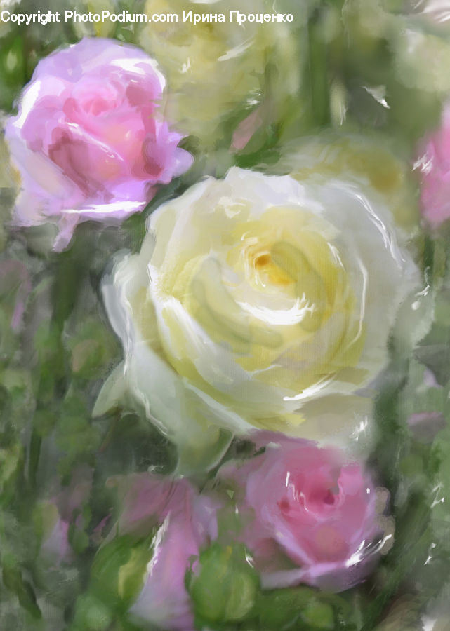 Blossom, Flower, Plant, Rose, Potted Plant, Flower Arrangement, Flower Bouquet