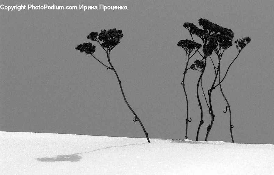 Plant, Tree, Paper, Bush, Vegetation, Drawing, Sketch