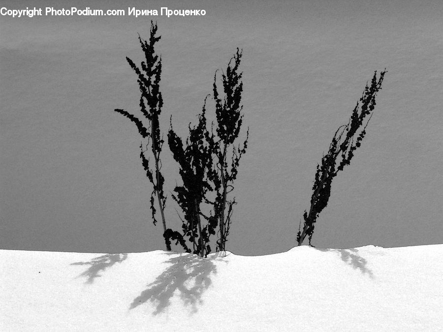 Ice, Outdoors, Snow, Conifer, Fir, Spruce, Wood