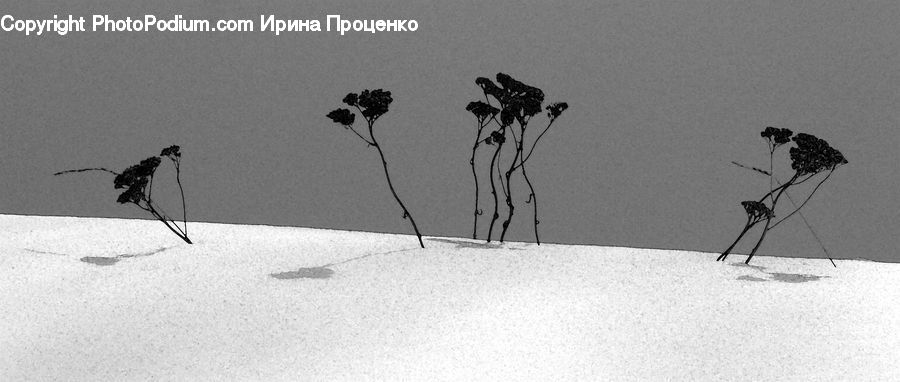 Plant, Potted Plant, Tree, Flower Arrangement, Ikebana, Vase, Insect