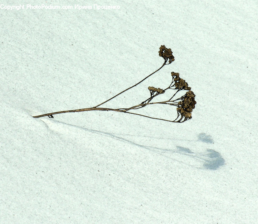 Insect, Invertebrate, Mosquito