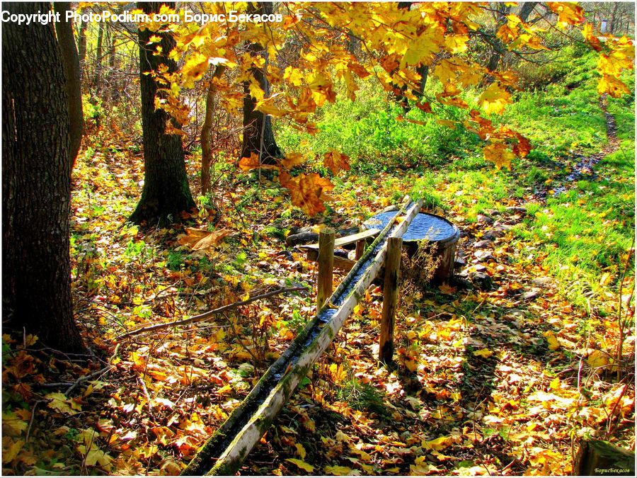 Forest, Vegetation, Bench, Outdoors, Pond, Water, Grove