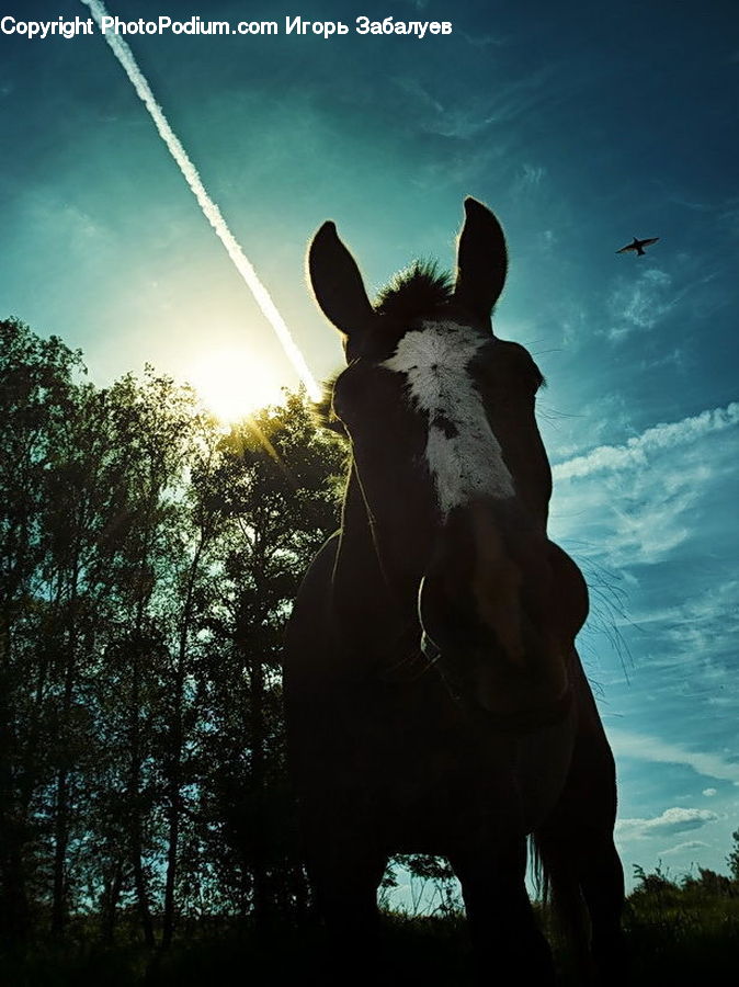 Animal, Horse, Mammal, Stallion, Flare, Light, Sunlight