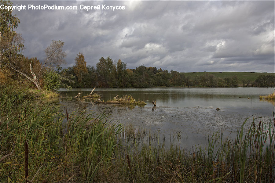 Grass, Plant, Reed, Land, Marsh, Pond, Swamp