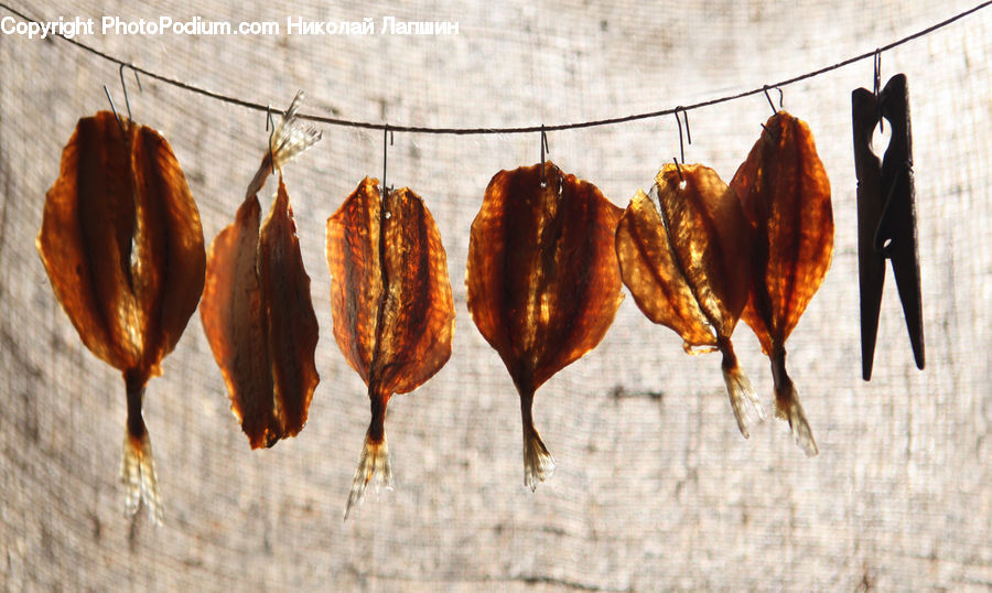 Cockroach, Insect, Invertebrate, Bbq, Food, Maple, Maple Leaf