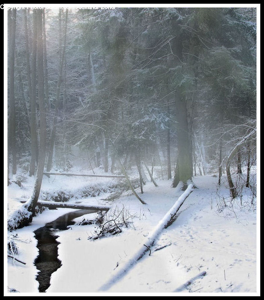 Forest, Vegetation