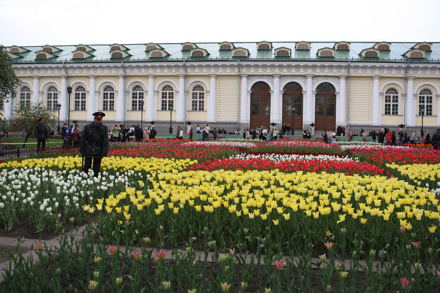 Blossom, Flora, Flower, Plant, Tulip, Potted Plant, Building