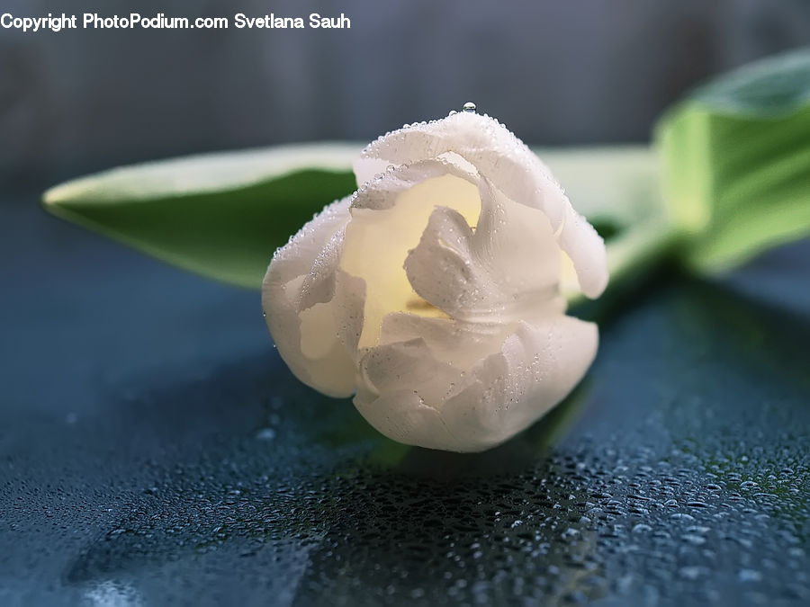 Blossom, Flora, Flower, Plant, Cream, Creme, Dessert