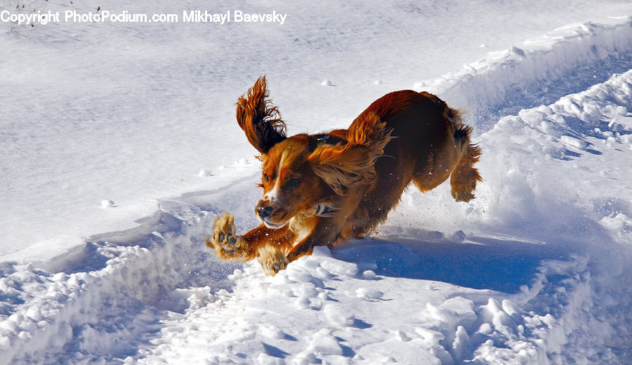 Animal, Canine, Dog, German Shepherd, Mammal, Pet, Cocker Spaniel