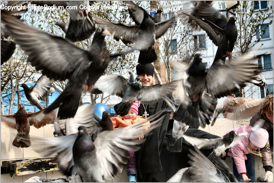 People, Person, Human, Bird, Pigeon, Blackbird, Crow