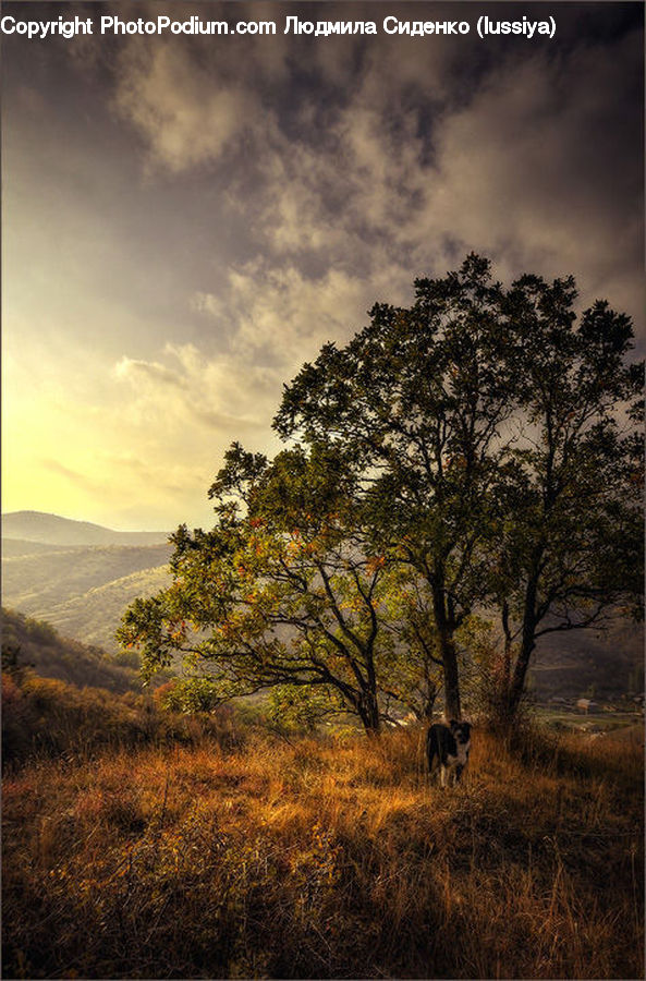 Field, Grass, Grassland, Land, Outdoors, Oak, Tree