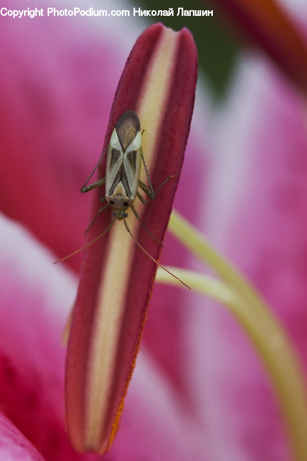Bee, Insect, Invertebrate, Cricket Insect, Grasshopper, Blossom, Flora