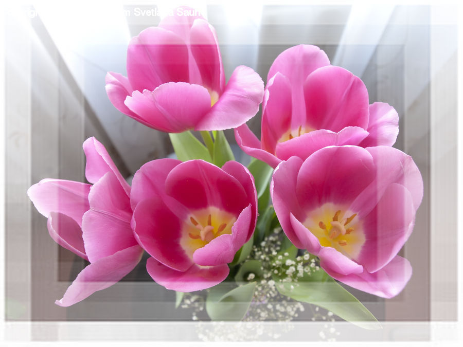 Blossom, Flora, Flower, Plant, Peony, Crocus, Flower Arrangement