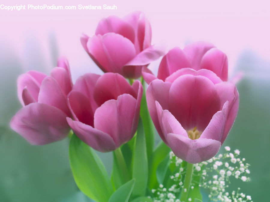 Blossom, Flora, Flower, Plant, Tulip, Carnation, Crocus