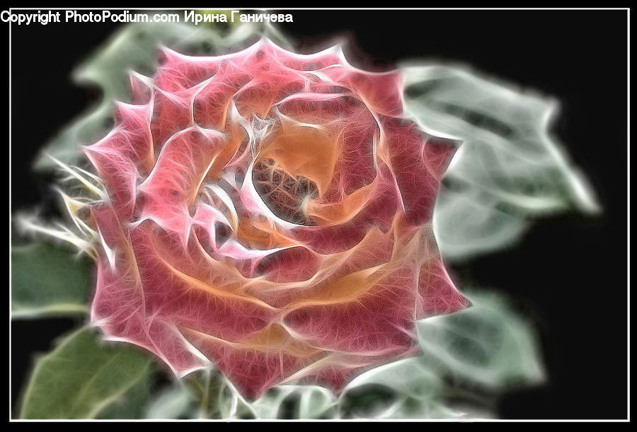 Blossom, Flora, Flower, Plant, Dahlia