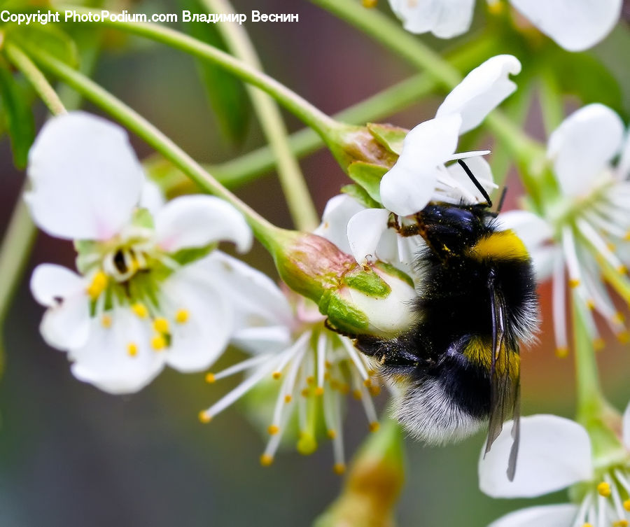 Bee, Insect, Invertebrate, Blossom, Flora, Flower, Plant