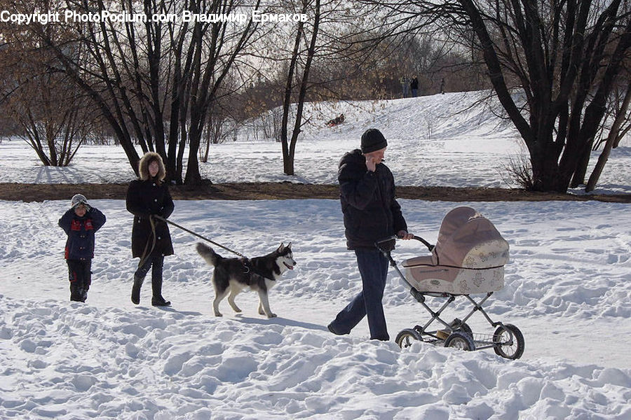 Human, People, Person, Animal, Canine, Dog, Eskimo Dog