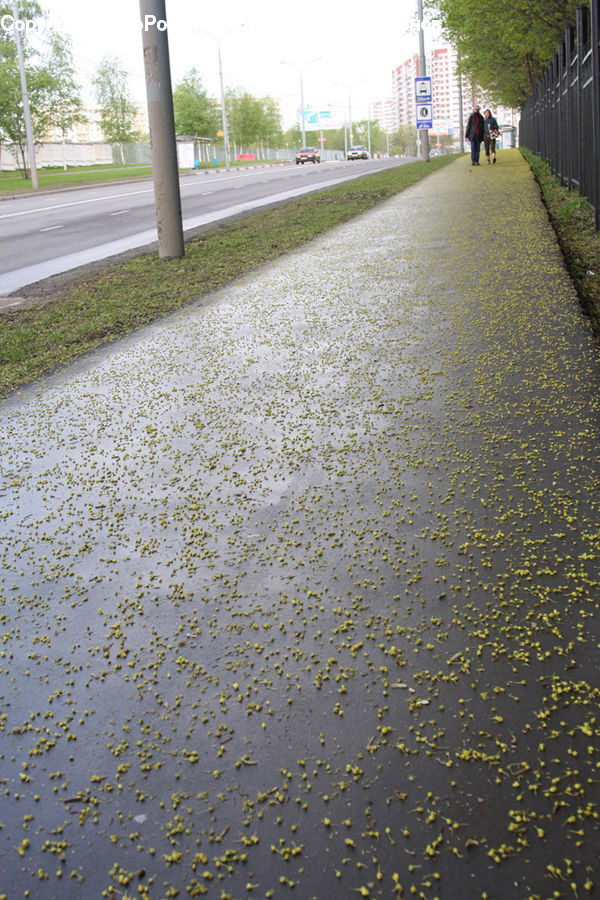 Path, Road, Walkway, Boardwalk, Pavement, Sidewalk, Alley