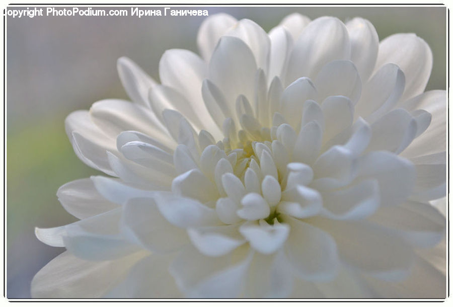Blossom, Dahlia, Flora, Flower, Plant, Petal, Daisies