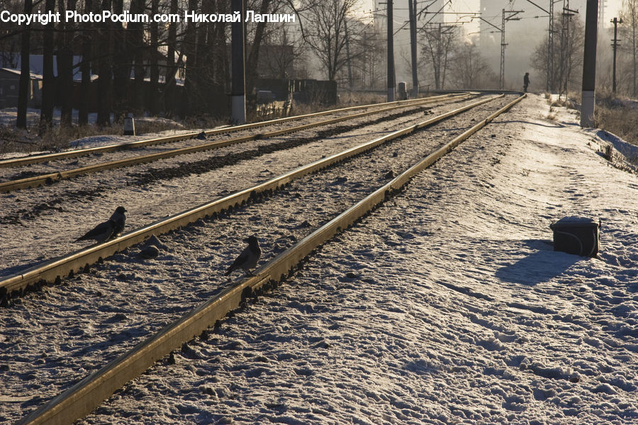 Rail, Train Track, Freight Car, Shipping Container, Vehicle, Dirt Road, Gravel