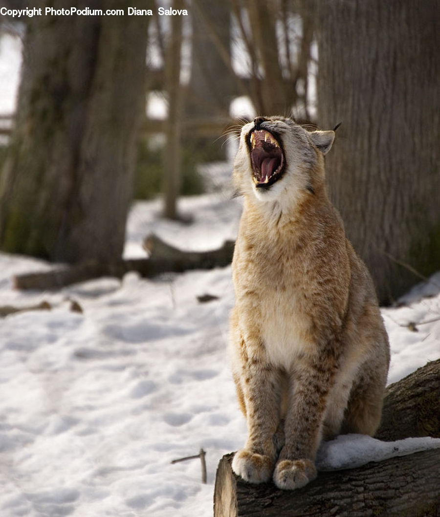 Animal, Cougar, Lion, Puma