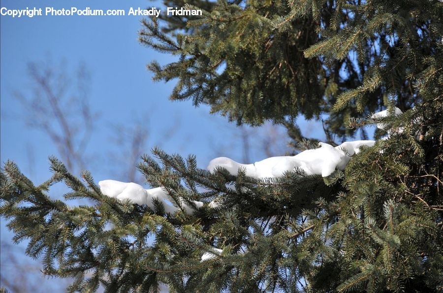 Conifer, Fir, Plant, Tree, Spruce, Wood, Pine